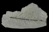 Pennsylvanian Fossil Horsetail (Sphenophyllum?) Plate - Kentucky #158715-1